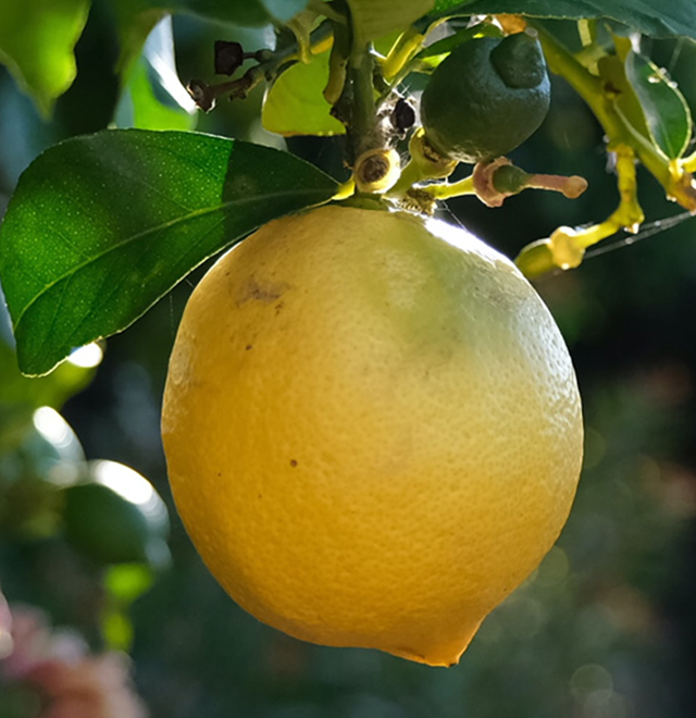 Il potere del limone per rimuovere l’unto e le incrostazioni più ostinate